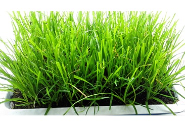 beat365(�й���)-Ψһ�ٷ���վ